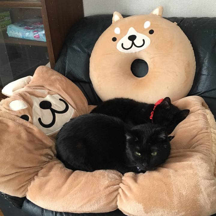 1668e183 45ab 4e96 af48 ec2ad9bfef9f 1549695137491