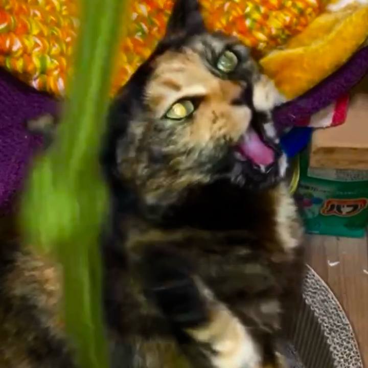 166afb24 33dd 4a2e 8bcc 68a4b65b960c 1741118782793