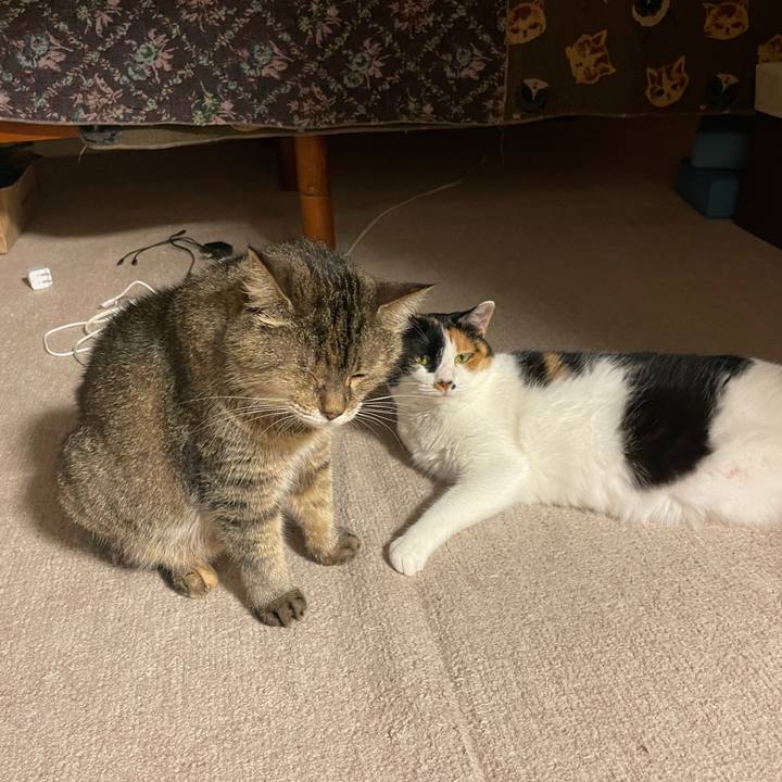 166c10a8 197a 4227 b9b4 a89038485810 1750287229966