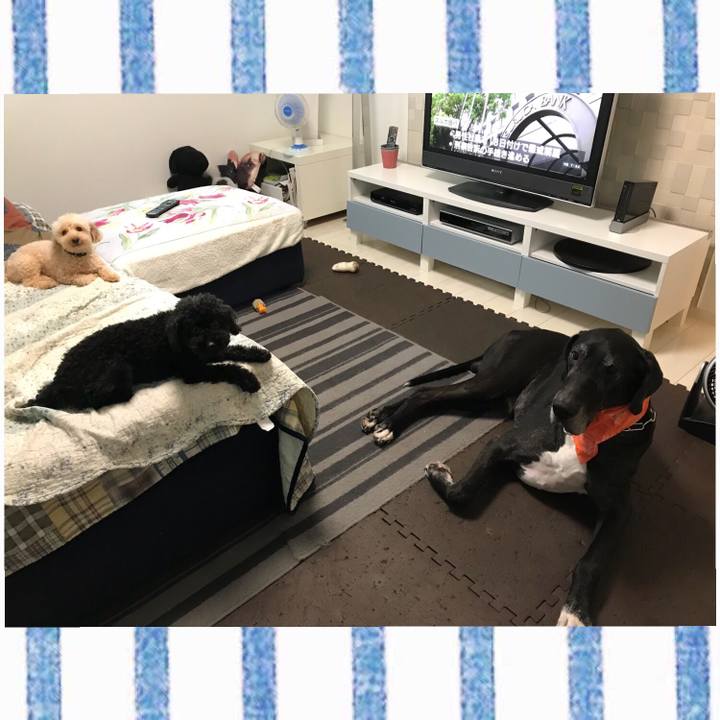 166d1db5 fa40 4fcb bed8 3684636647e4 1534286143370