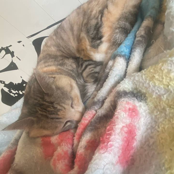 166f1feb 0ab3 4171 b2d6 a4fe093c5ce1 1746334606893