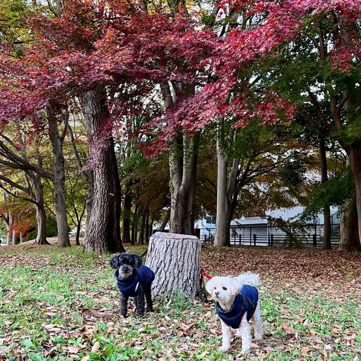 167b8f29 a9bf 450a 8f0d a2d54323acd5 1763801060666