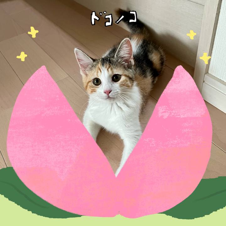 1683a309 ea05 45be 9039 7444cdc79af2 1771855760502