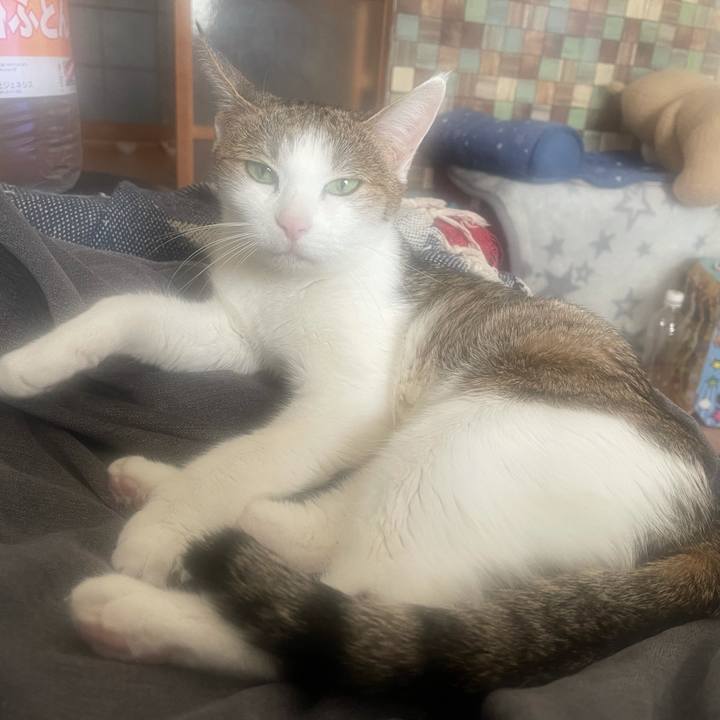 16857e86 58c5 4ea6 90bf 639c4f1fd51b 1639096301635