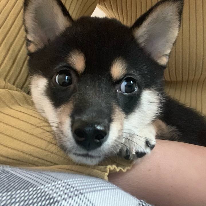 1687733a f7c0 41dd a2e9 0d7dcc5b11a9 1554619778738