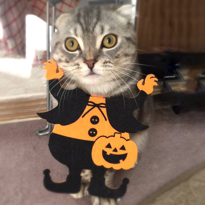 1689c1b1 d0d9 42f9 8b6c 6bf3431a8d4d 1602901099385