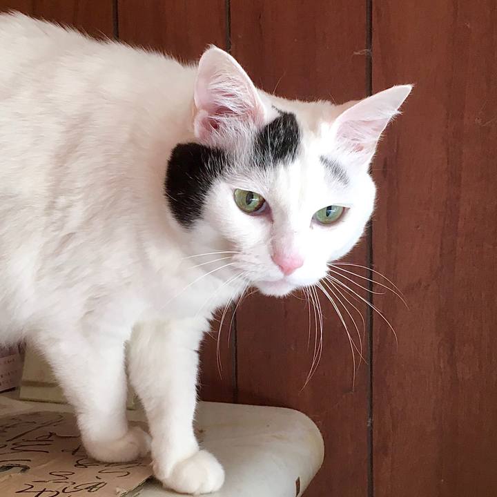 168daa96 66be 4ad0 8005 046884255b62 1586327706566