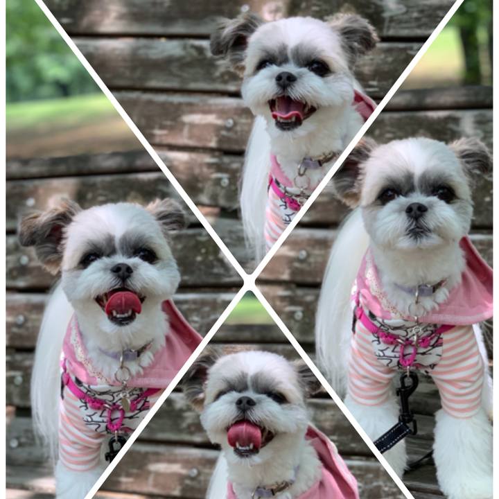 16900254 4dad 4886 90ff c293672ddc13 1561437563996