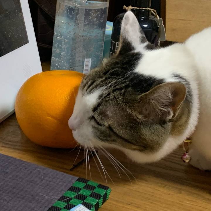 16904132 9c57 4878 891a 946febcd1774 1615432431192