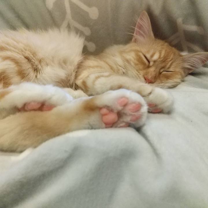 16910bbc f52b 48de bb8e f35b3c46e202 1617527959397