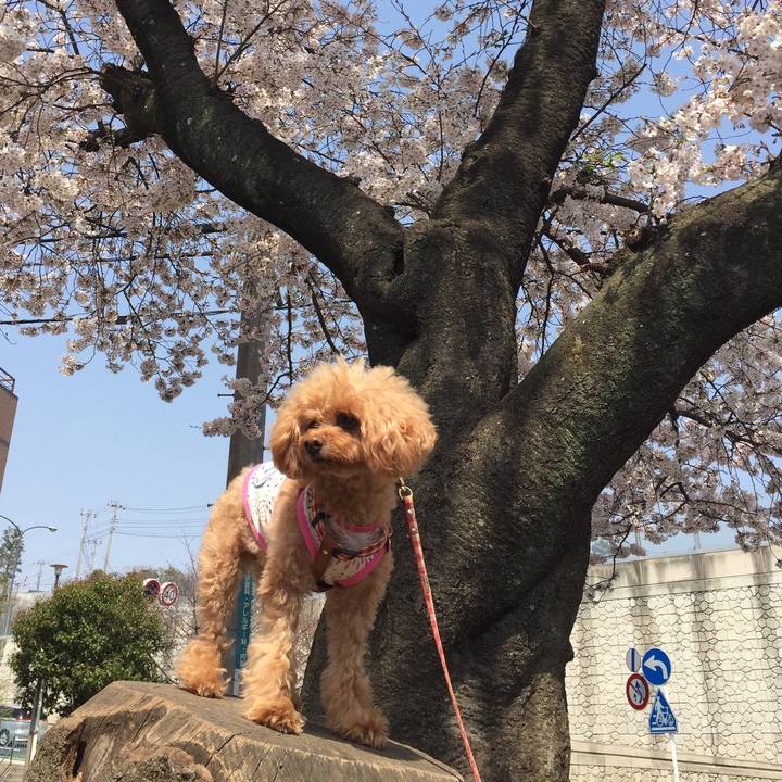 16924240 6b94 48ae a68d 47e5f5bd137f 1522393231946