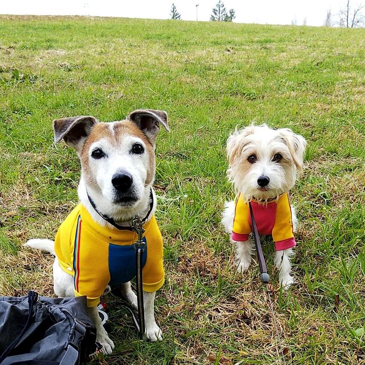 1693c86a 4787 4c98 9577 cfef0ea45432 1575786973442