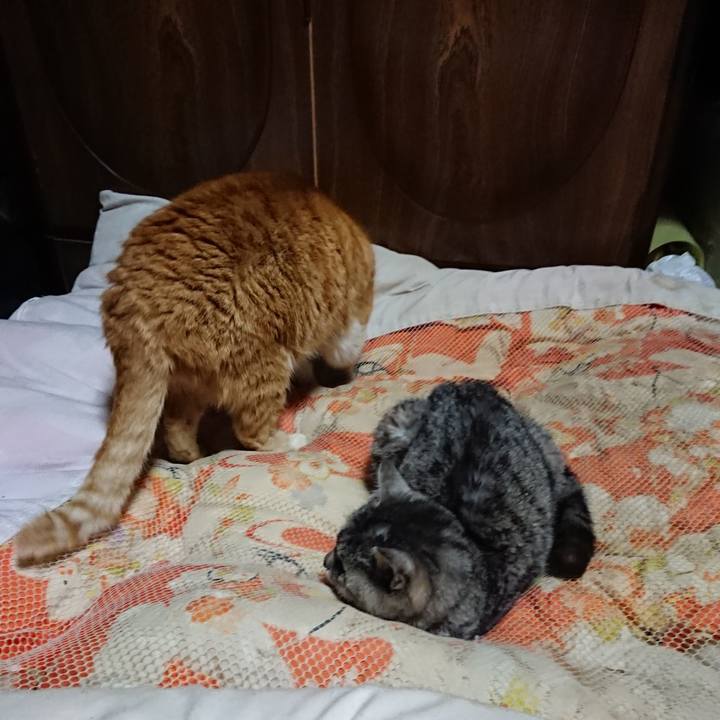 1695428a 07ea 4840 ac53 c18818c51ffd 1580643596817