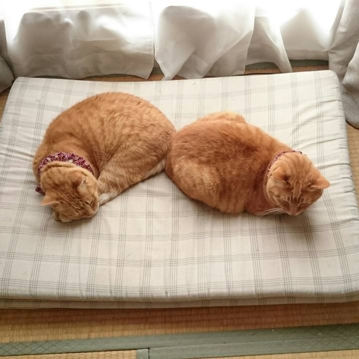 1697dda3 7ff0 4b99 91bc 5721779d38a1 1528685873514