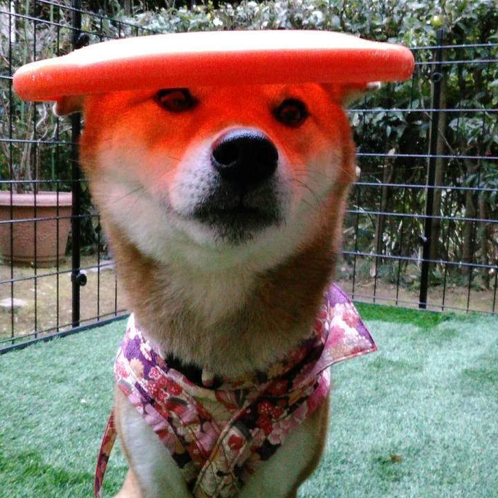 169984e7 9d1b 4af1 95b3 525d999f1122 1515141319326