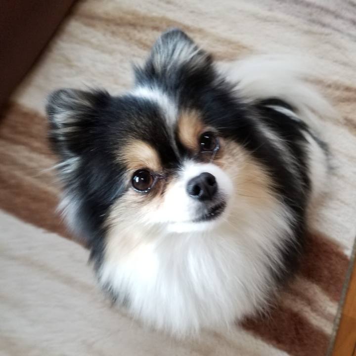 169e4440 1c66 42c1 a7a7 0bdd9ad293cf 1544836158816