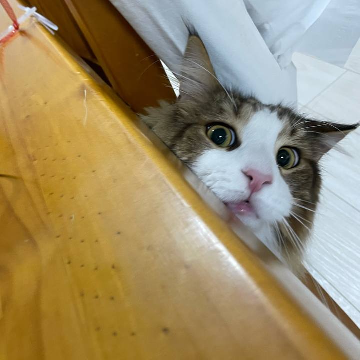 16a0e44b 4430 4cf4 87b4 90b7eac6408a 1666126661587