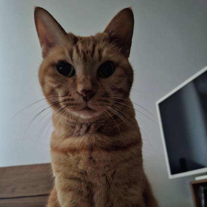 16a12a9f 25c0 44ce a498 c4f8416db9a7 1728428706075