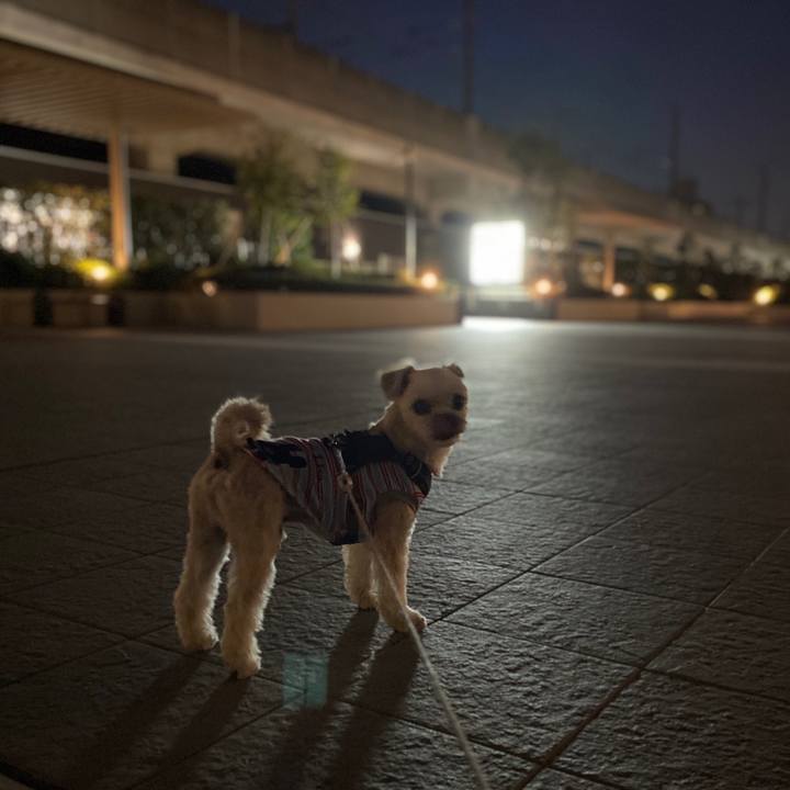 16a30355 de93 43d3 a4a4 9904b15ef05c 1573382363322