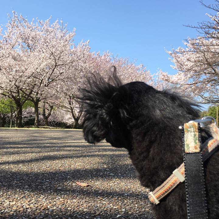 16a61750 8d22 41ff a510 8aee36d50e6b 1648427334413