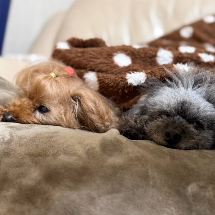 16a94d1c 1adb 41b5 a97e c968eee8e568 1770593149138