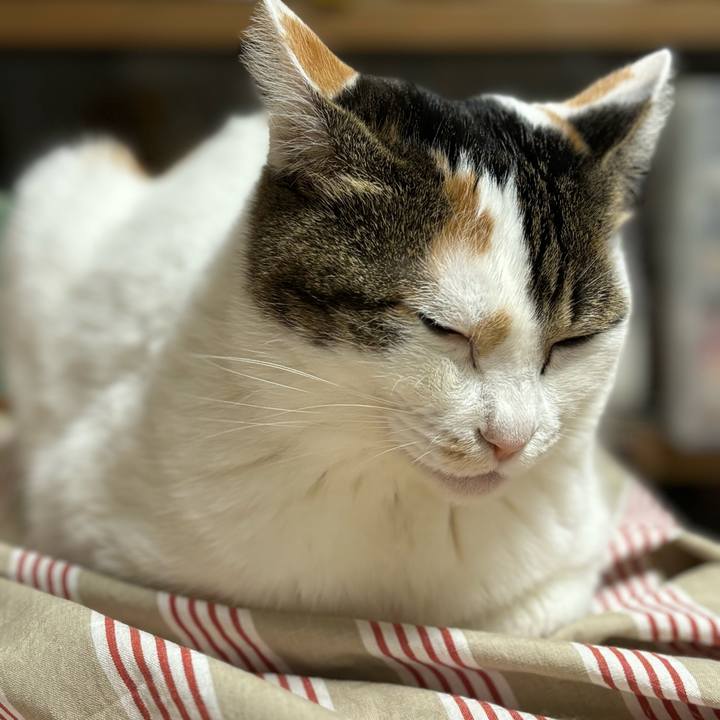 16ac5a81 d005 40cb bf1b 69c4583d93bc 1735045763321