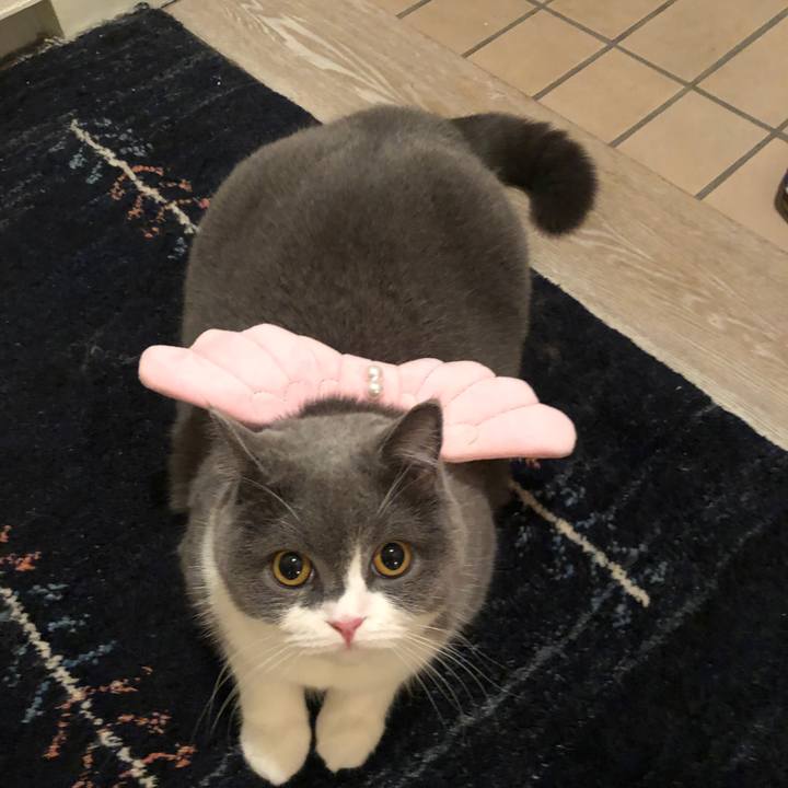 16ad9bf3 9987 4046 ad9f 277d694f4316 1545298259262