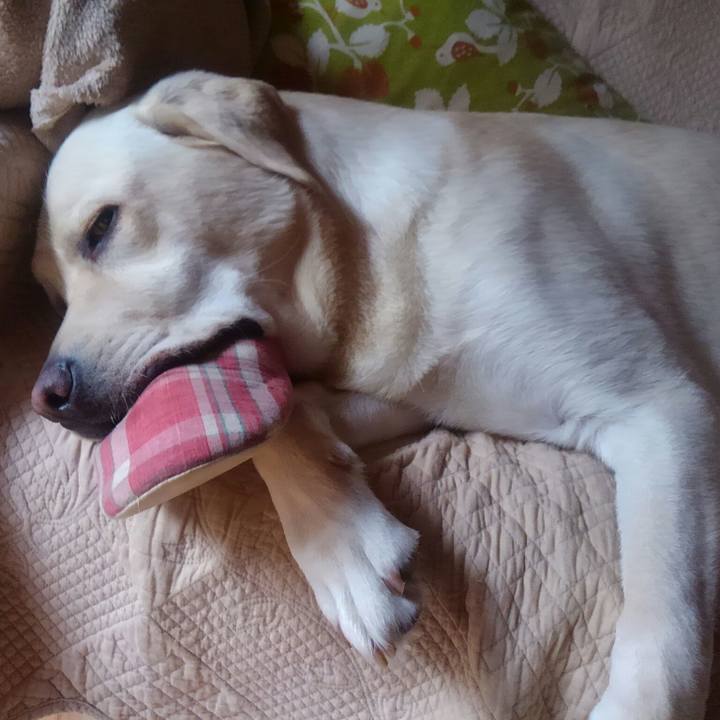 16af3901 9be5 4253 96de d6501febc71c 1507979453519