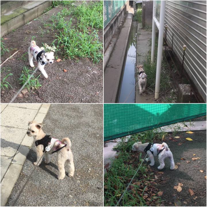 16b06a92 1d4f 447d a214 797e89f32343 1534120938674