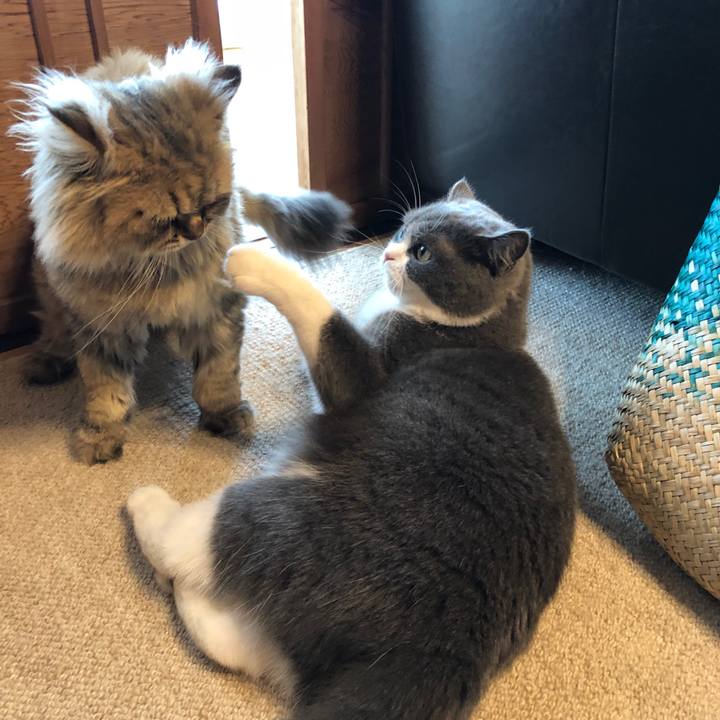 16b1b3f4 9bef 4375 af45 4a063c4e7dc3 1565600183088