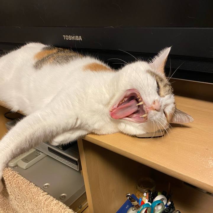 16b4e98c fe60 4738 8443 c83a26f075a3 1767537381152