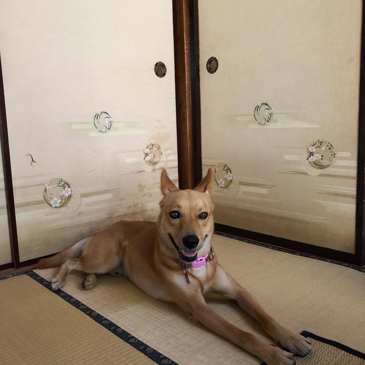 16b5c492 55fc 446a a156 413e69d937e3 1530329686548