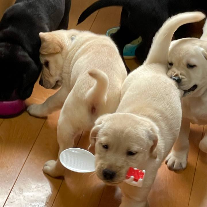 16b8a80b e385 4f26 b9de 4e6633a219f7 1629515229261