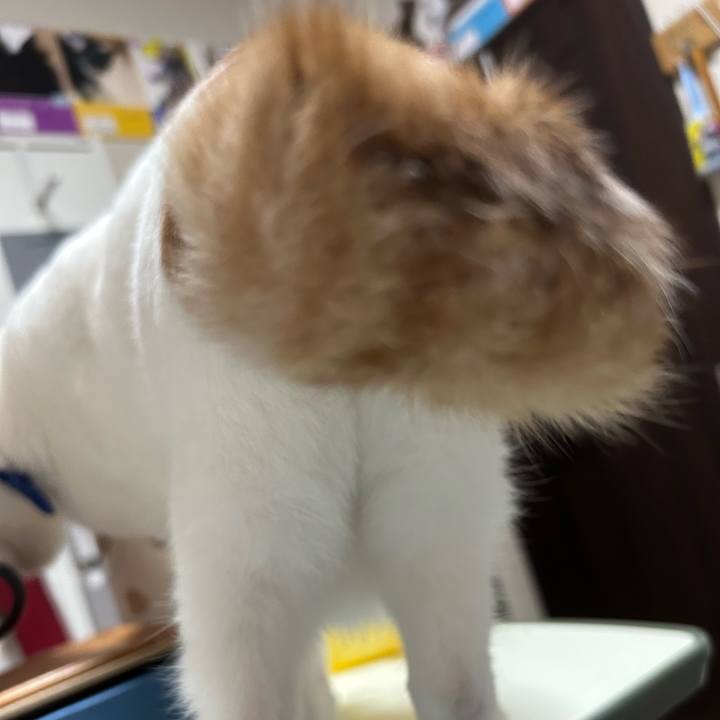 16b947e7 696d 40c9 a807 0bd8db085e2a 1761210079134