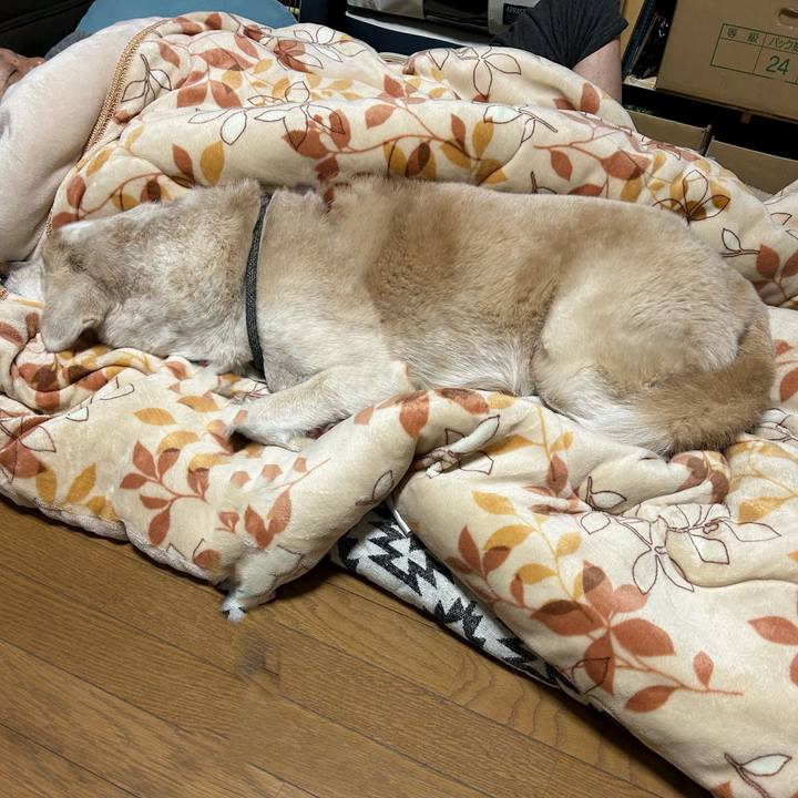 16b98260 c49d 4476 b27f b2a1dd0f68a4 1700836491517