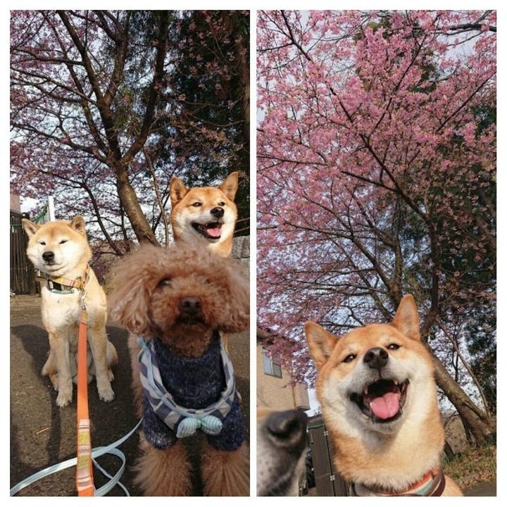 16b9b3ea 2ed9 4c7c 9983 711f9c44eaa9 1552555215114