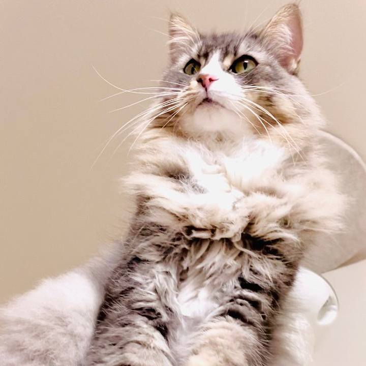 16b9e683 2237 47d3 bc82 99ade5d8eee4 1581529161518