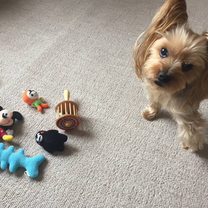 16bc80a9 1880 4fc5 8a15 12d200aff337 1545556352848