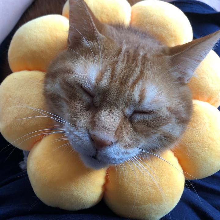 16bc9162 d5c9 4dd6 8260 c92067def513 1658783173573