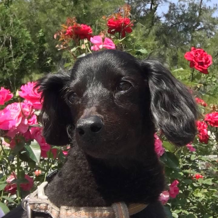 16c01ac1 4744 45fb bbc1 8f6b63b284a4 1589318586183