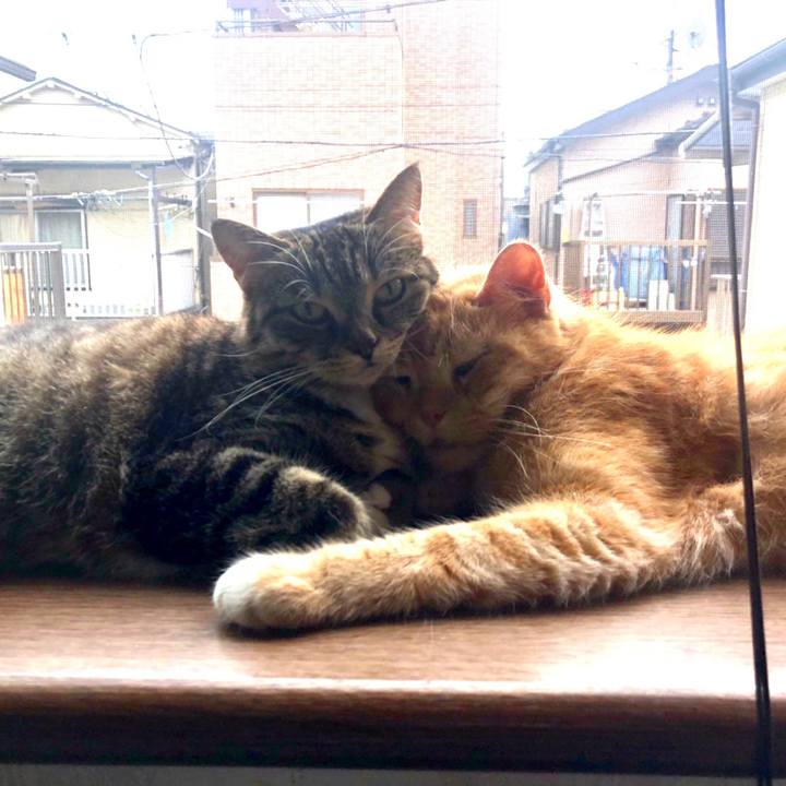 16c1b301 0927 414d 9cb1 e34345a521ea 1595639619261