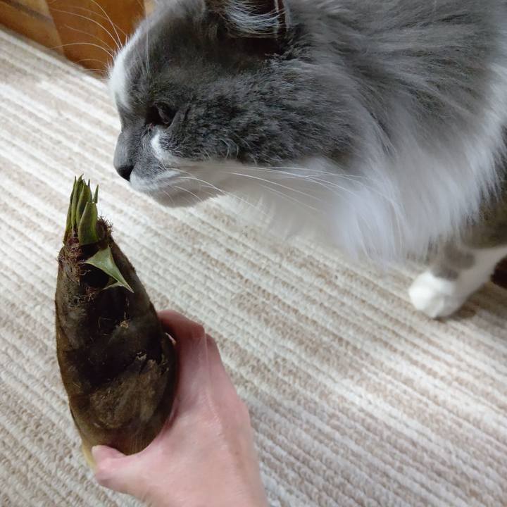 16c1f1a1 328b 4fdc a575 8c9c3c5dc636 1617703389775