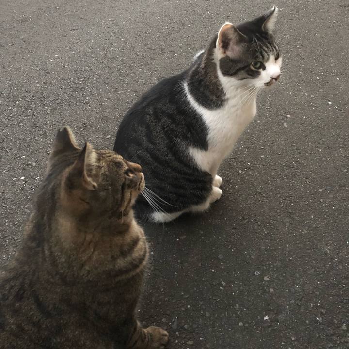 16c2ac38 aa4f 46ac 8e8e 0f66cd3d7096 1540120216112