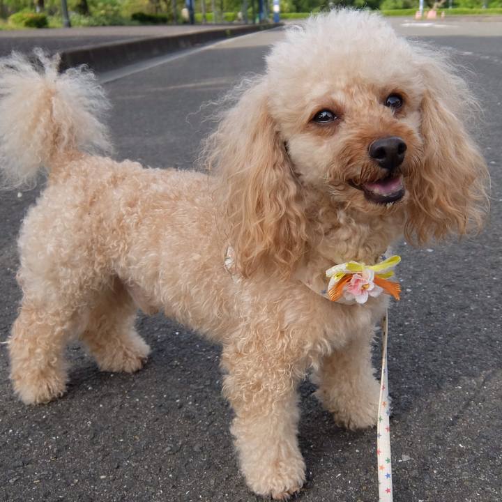 16c5a9ae 1ef4 45ca 848c ee2ec8366f26 1589714523591