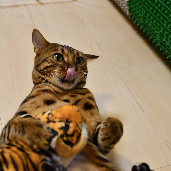 16c72f55 ad8d 41cf bd7e 362c004d0c3e 1511965563727