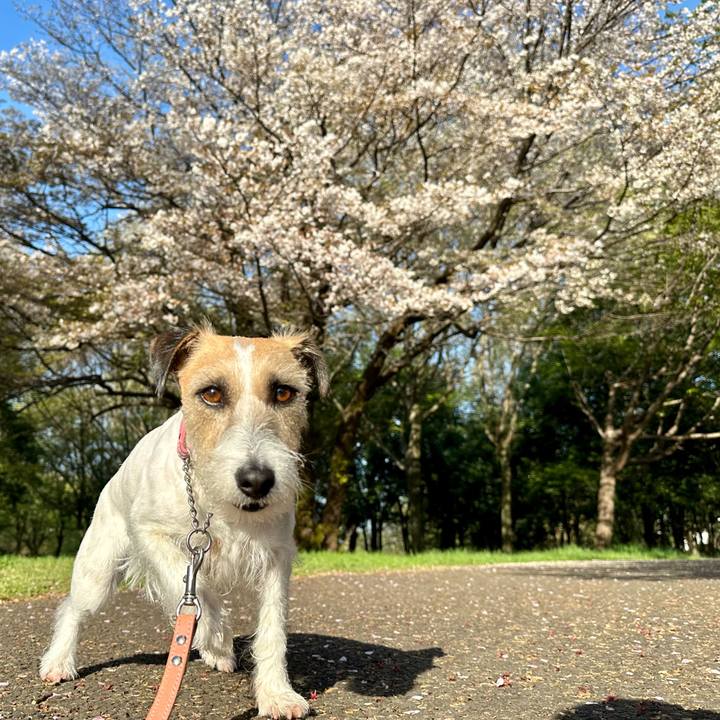 16c9aa3e 9d95 434b ab44 e4c624677db9 1713021259118