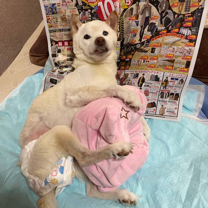 16cb1929 9fb0 4abd bb83 6f1ed5ee74e4 1668664861527