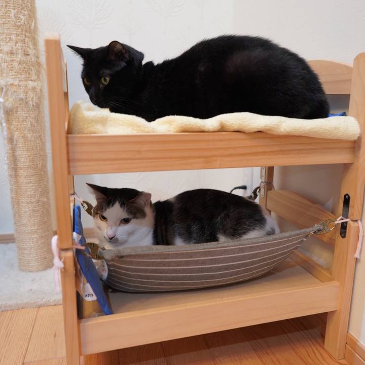 16cc8ee7 4e65 4e28 85aa d47c5c6bab1c 1582755817354