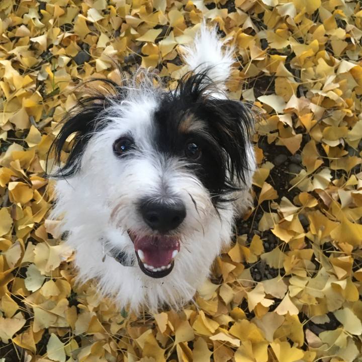 16cda216 6b57 4c2a b81e 3a913cd4bafd 1512338781211