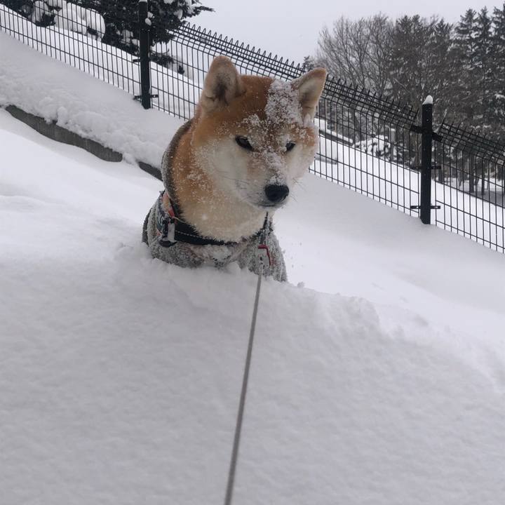 16d11c42 b0eb 4f1c 9251 639e0dd64644 1549590751379